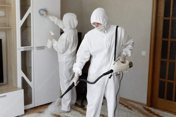 Best Mold Damage Restoration  in New Smyrna Beach, FL